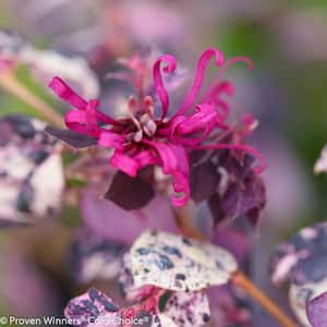 Drought Tolerant