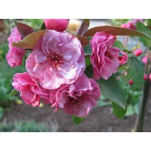 Crabapple