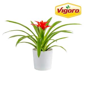 Bromeliad