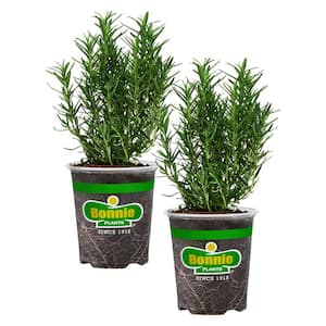 Rosemary Plant