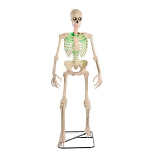 Skeleton