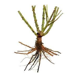Outdoor Plants