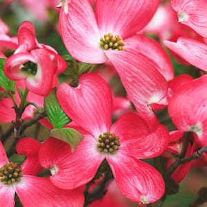 Dogwood in Trees