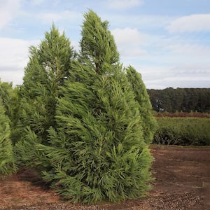 Fast Growing