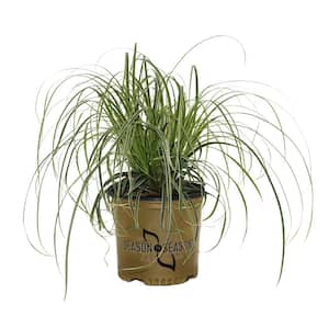 Ornamental Grasses