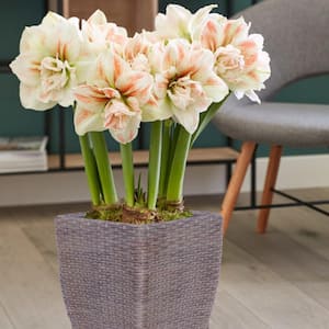 Amaryllis