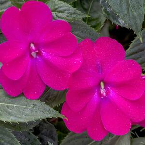 Hardiness Zone: 10 (30 to 40 F)