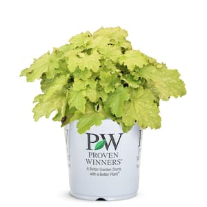 Hardiness Zone: 8 (10 to 20 F) in Perennials