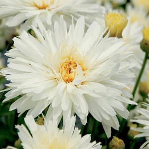 Daisy