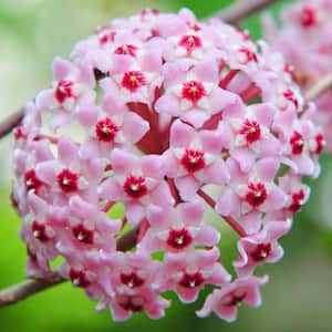 Flowering