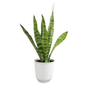 Snake Plants