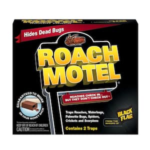 Roach