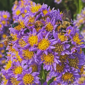 Aster