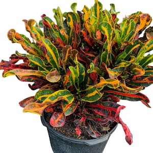 House Plants