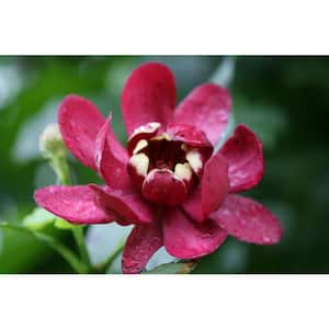 Allspice Plant