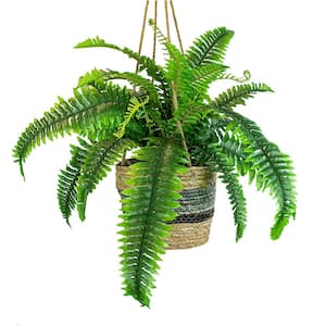 Artificial Ferns