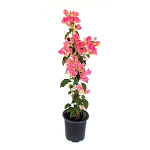 Vine Plants