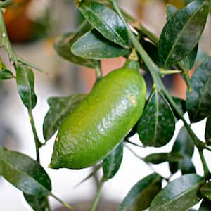 Lime Tree