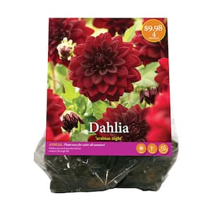 Dahlia