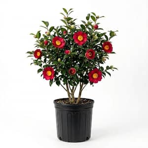 Camellia