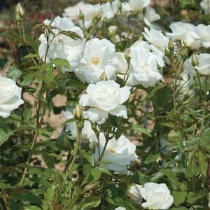 Hardiness Zone: 8 (10 to 20 F)