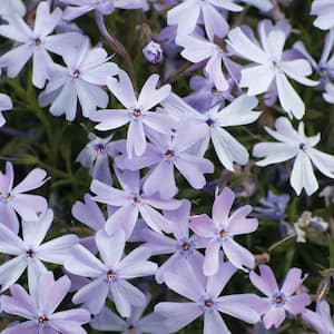 Flowering