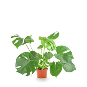 Monstera Plants