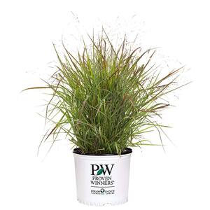 Mature Width (in.): 12 - 23