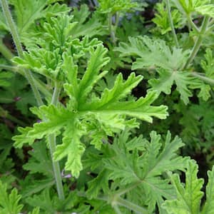Citronella