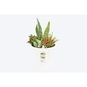 Succulents