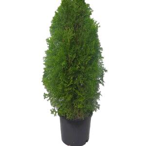 Arborvitae