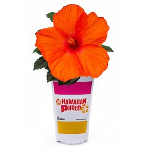 Hibiscus