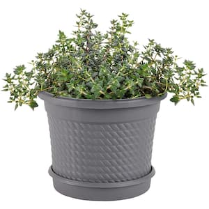 Hardiness Zone: 8 (10 to 20 F)