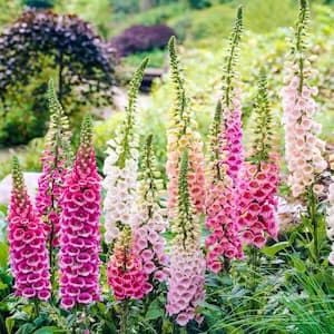 Perennials