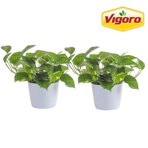 Vigoro