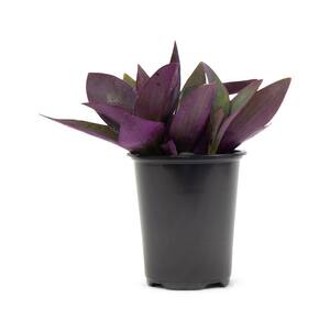 Mature Size (in.): Small < 24 in.