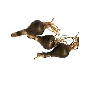 Flower Bulbs
