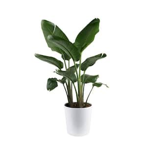 Low Maintenance in House Plants