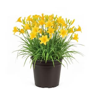 Daylily in Perennials