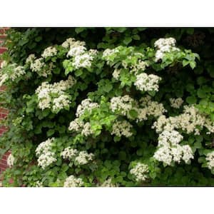 BELL NURSERY