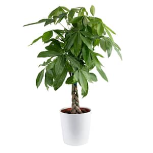 Indoor Plants in House Plants