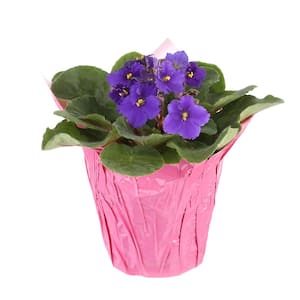 Ornamentals