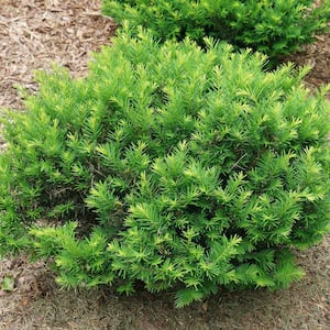 Yew
