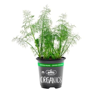 Bonnie Plants