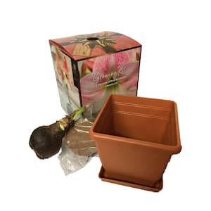 Daylily Nursery in Fresh Christmas Plants