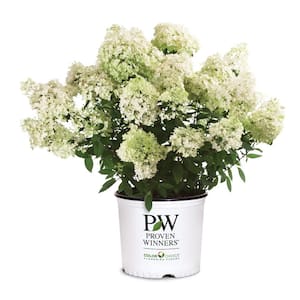 Hydrangea