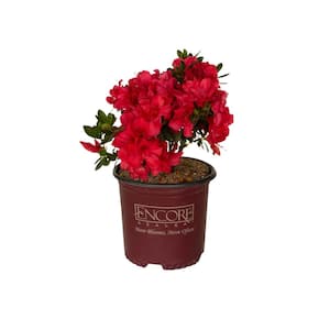 ENCORE AZALEA