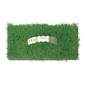 Bermuda in Sod