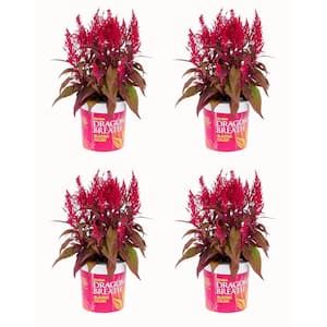 Celosia