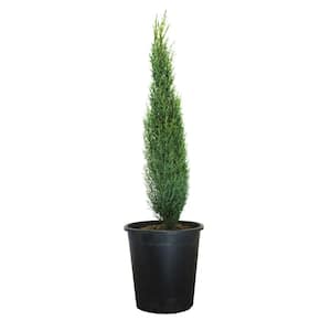 Ornamental Trees